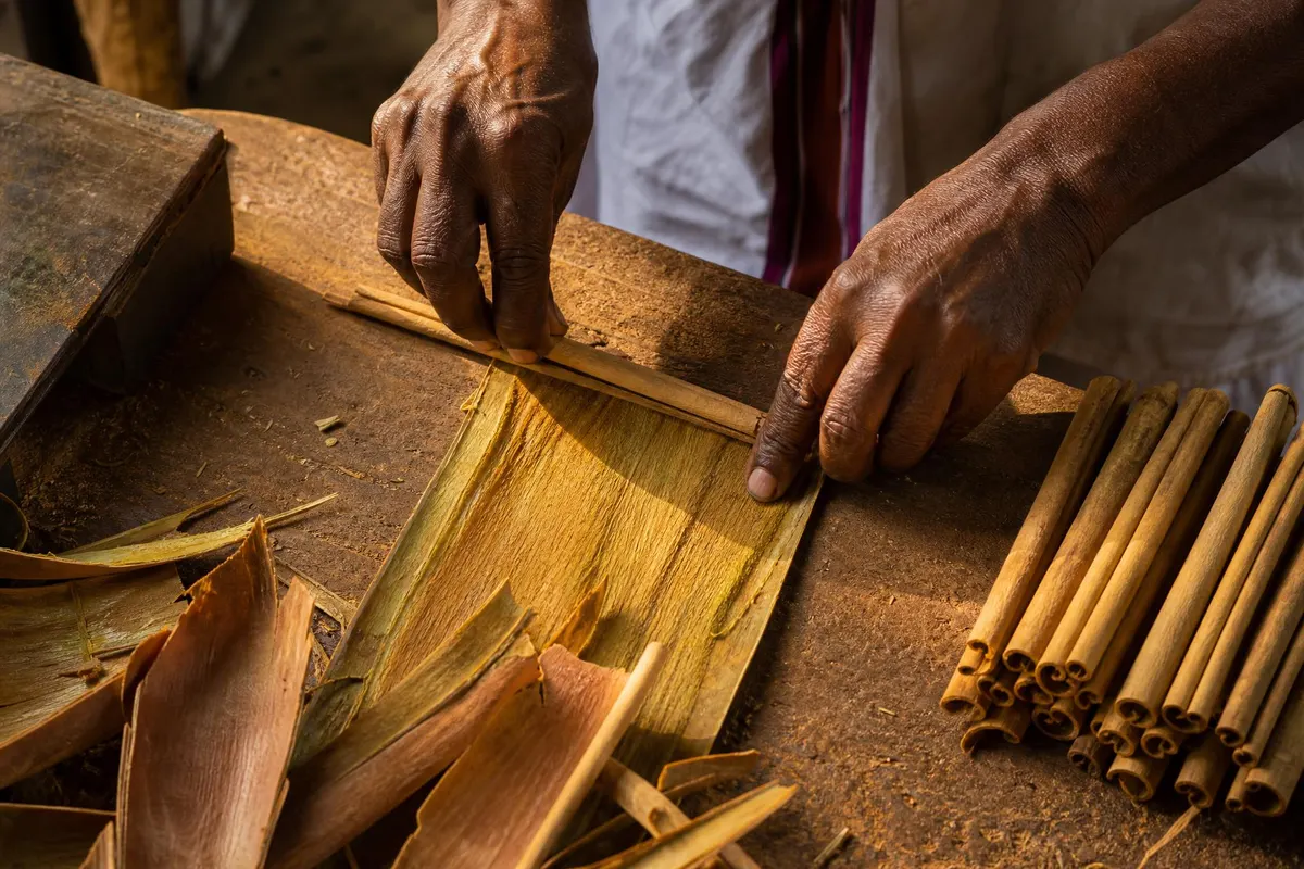 Bundles of true Ceylon cinnamon quills